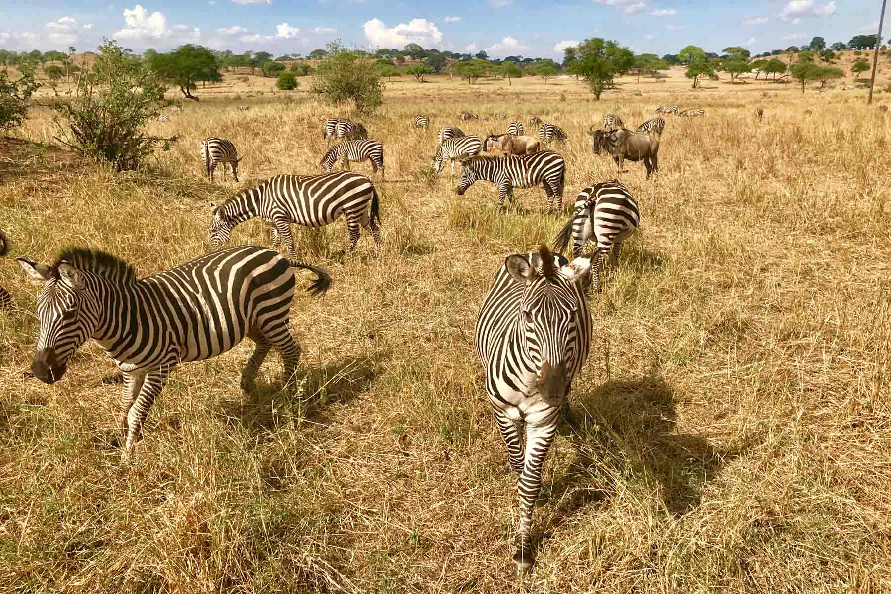 Zebres-Tarangire-Afrique